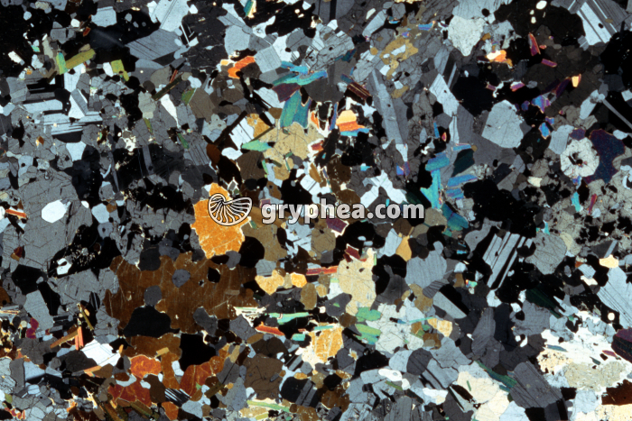 Granulite LPA x3,5 - gryphea.com